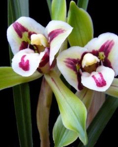 熊貓蕊蝶 熊貓蕊蝶