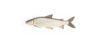 大眼白鮭 大眼白鮭