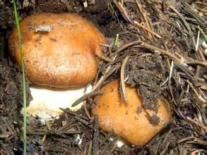 黃絲膜菌 黃絲膜菌