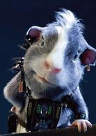 豚鼠特工隊[美國2009年霍伊特·耶特曼執導電影]