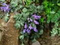大金紫堇