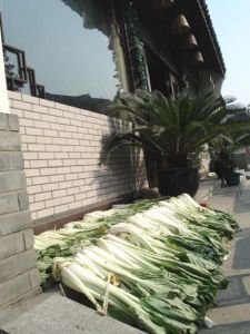 長梗白菜 長梗白菜