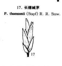 長穗鹼茅 長穗鹼茅
