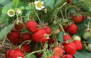 上海新勝路草莓園 上海新勝路草莓園