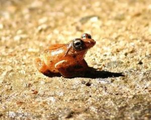 面天樹蛙 面天樹蛙