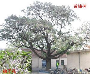 苦楝樹