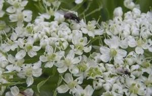 稜子芹根 稜子芹根