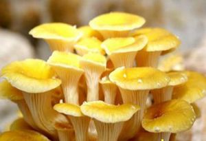 長白山野生榆黃蘑 長白山野生榆黃蘑