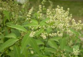 劉寄奴[菊科植物]