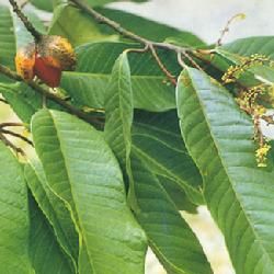 大葉風吹楠 大葉風吹楠