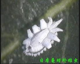 日本龜蠟介 日本龜蠟介