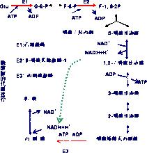 emp[糖酵解途徑]