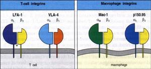 黏附分子 黏附分子