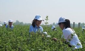 九間棚金銀花專業合作社