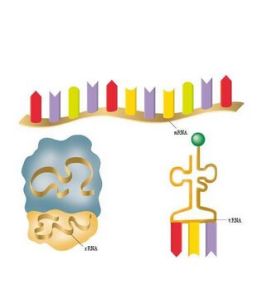 核糖核酸鹽 核糖核酸鹽