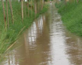 引洪浸地 引洪浸地
