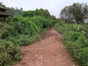 新坪自然村 新坪自然村