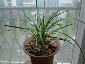 鴨頭蘭花草 鴨頭蘭花草