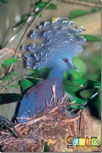 維多利亞鳳冠鳩