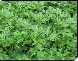 湖北野桐（變種）