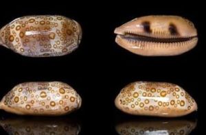 橫線寶螺 橫線寶螺