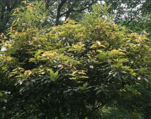 朝鮮木姜子 朝鮮木姜子