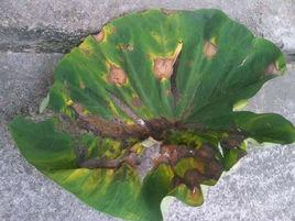 香芋疫病 香芋疫病