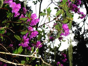 林芝杜鵑 林芝杜鵑