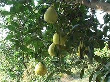 慈利縣零陽鎮白坡村豐收果園