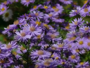 湖南紫菀 湖南紫菀