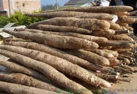 淮山薯桂淮2號 淮山薯桂淮2號