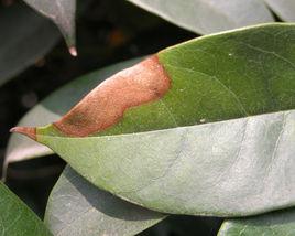 桂花葉枯病 桂花葉枯病