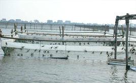 網圍養殖 網圍養殖