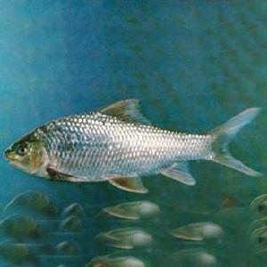 短身白甲魚 短身白甲魚