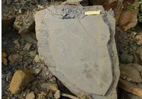 復理石沉積 復理石沉積