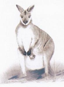 白喉叢猼 白喉叢猼