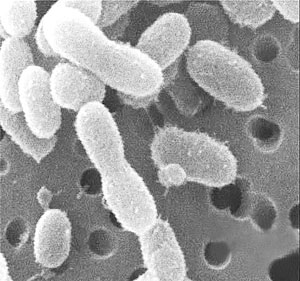 根霉促進素 根霉促進素