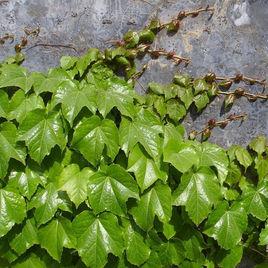 五葉爬山虎 五葉爬山虎