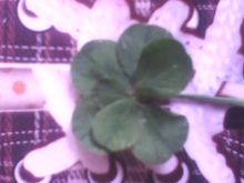 這是我找的七葉草