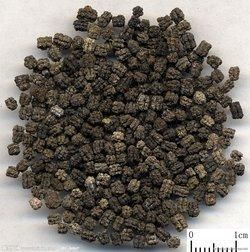 蠶砂提取物 蠶砂提取物