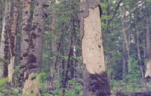 （圖）歐洲大榆小蠹