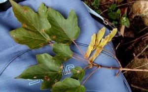 堅莖亞群 堅莖亞群