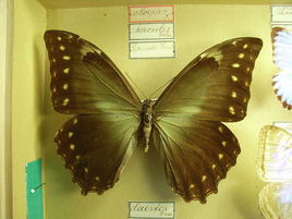 海闊閃蝶 海闊閃蝶