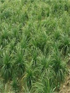 太白山苔草 太白山苔草