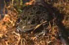 網紋扁手蛙 網紋扁手蛙