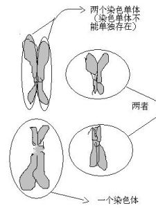 染色單體 染色單體