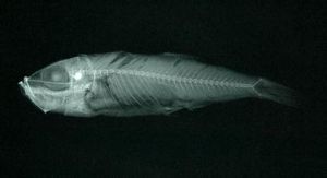 穆氏暗光魚 穆氏暗光魚