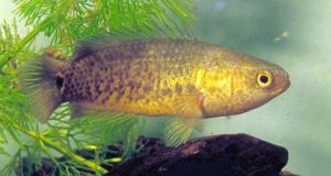 攀鱸魚科 攀鱸魚科