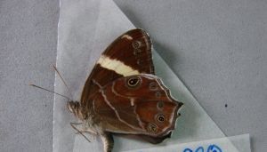 玉帶黛眼蝶 玉帶黛眼蝶