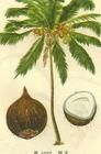 椰子漿[中藥]